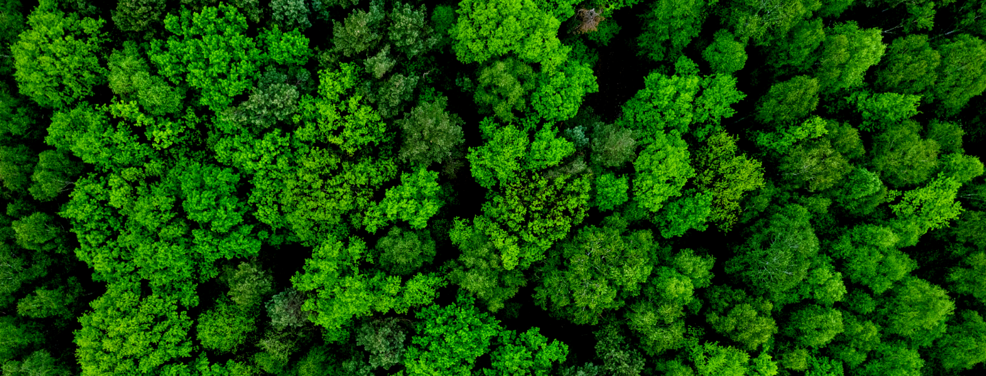 EU Deforestation