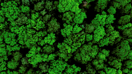 EU Deforestation